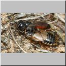 Tachysphex obscuripennis - Grabwespe w13d 9mm mit Schabe - Sandgrube Niedringhaussee.jpg